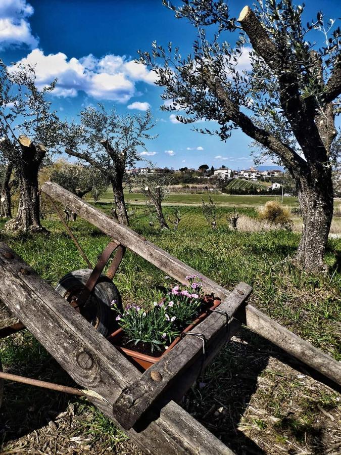 Toiano The Olive Grove In Tuscany מראה חיצוני תמונה